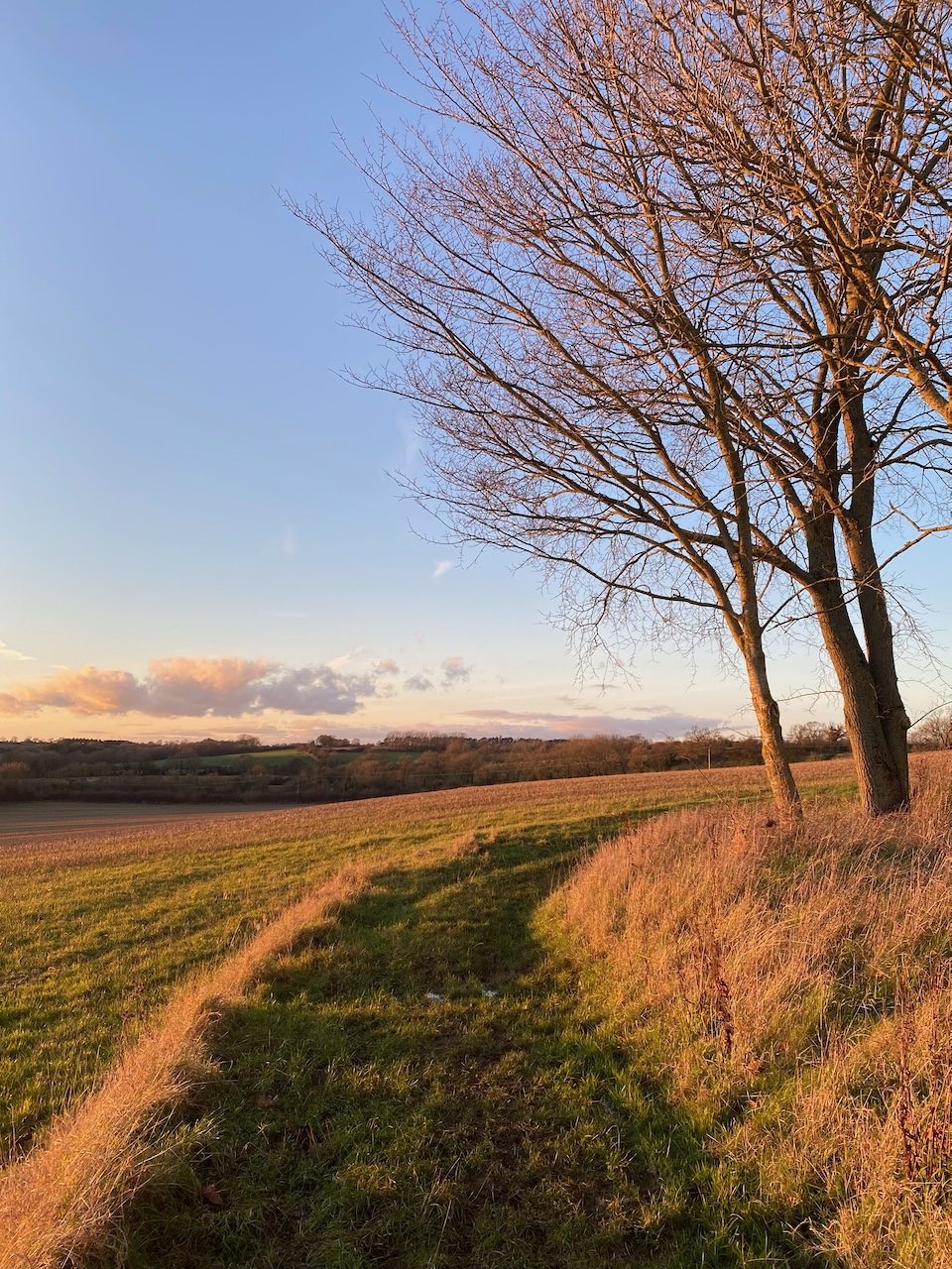 Golden hour light over the fields at Will's Corner, Little Tew